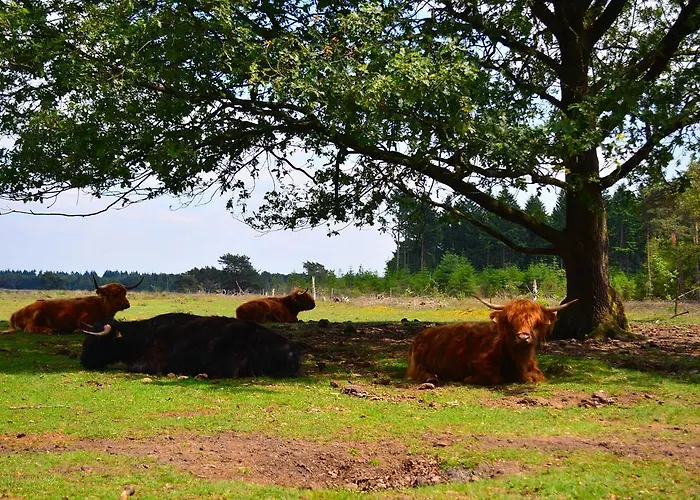 Bed & Breakfast Leendershoeve In Heusden Asten