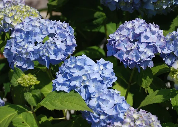 Leendershoeve In Heusden * Asten